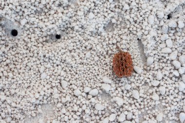 Çam kozalağı, Prachuap Khiri Khan, Tayland Hua Hin plajda olduğunu.