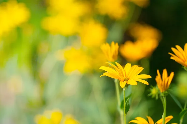 Yellow cosmos flower for background — Stock Photo, Image