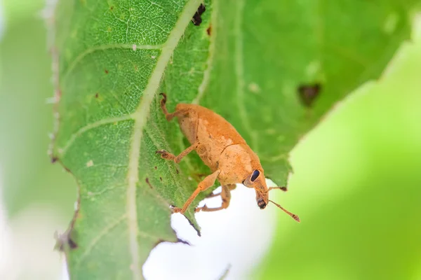 Insecte brun sur la feuille — Photo