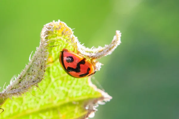 Orange ladybug on leaf — Stock Photo, Image