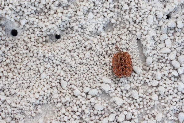 Çam kozalağı, Prachuap Khiri Khan, Tayland Hua Hin plajda olduğunu.