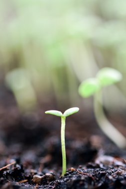 Topraktan organik büyüyen ayçiçeği Filiz