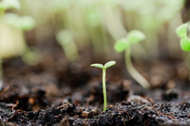 Topraktan organik büyüyen ayçiçeği Filiz