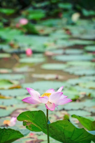 Fluorescerande lotus är medelvärdet upplyst person — Stockfoto