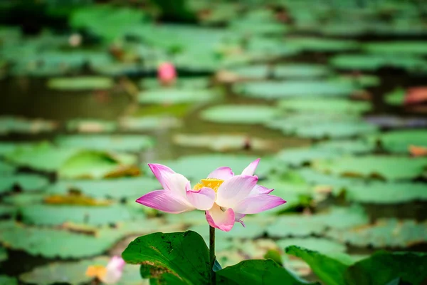 Lotus flottant est une personne éclairée moyenne Photo De Stock