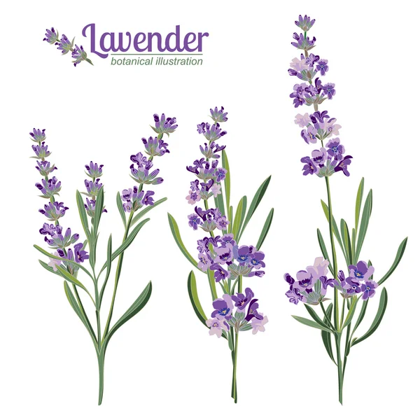 Lavendel blommor element. Botaniska illustration. — Stock vektor