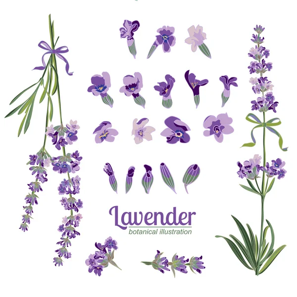 Set Lavender flowers elements. Botanical illustration. — Stock Vector