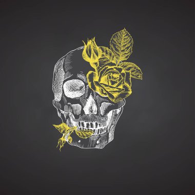 Elle çizilmiş insan kafatası ve çiçek çelengi. Sarı güller komik karakter tebeşir grafik oyma sanat karatahta arka planda izole. Eski tarz. Vektör