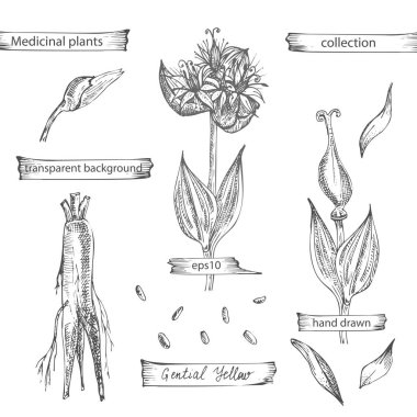 Gentian sarısı çizilmiş, beyaz arka planda siyah renkli çiçekler ve yaşamlar. Retro vintage grafik tasarımı. Botanik çizimi, gravür stili. Vektör.