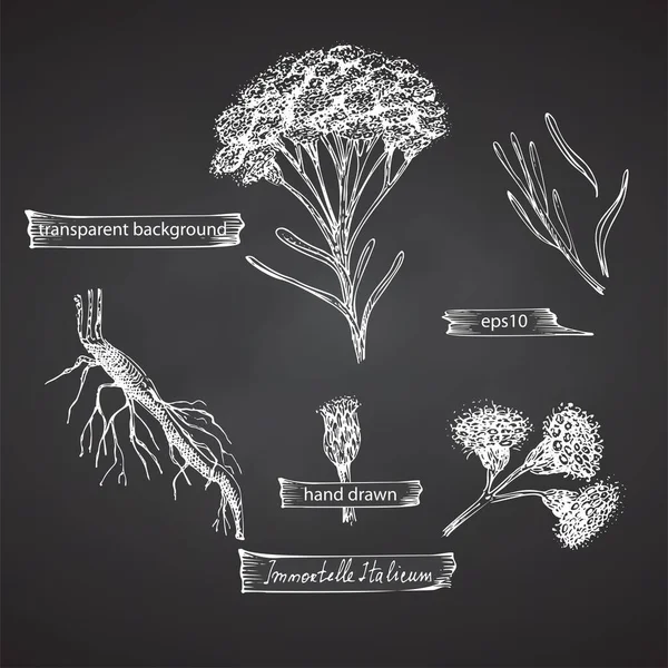 Set dibujado a mano de inmortelle italiano, flores de Helichrysum en color blanco aisladas sobre fondo de pizarra. Diseño gráfico retro vintage. Dibujo de boceto botánico, estilo grabado. — Vector de stock