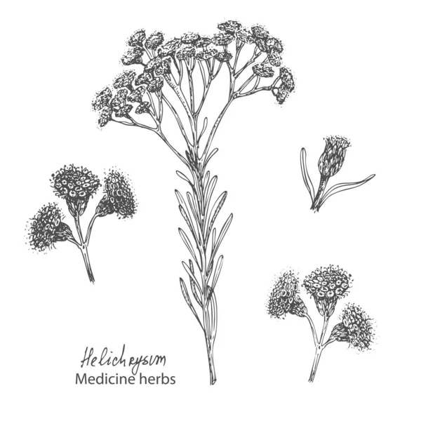Állítsa kézzel rajzolt immortelle olasz, Helichrysum virágok fekete színű elszigetelt fehér háttér. Retro vintage grafikai tervezés. Botanikai rajz, gravírozási stílus. Vektor. — Stock Vector