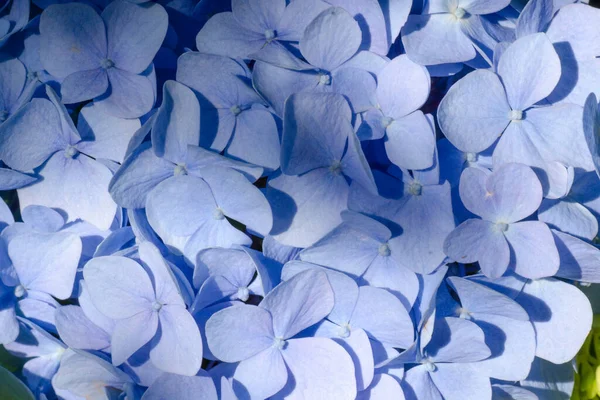 Blue hydrangea Fine Art Floral Natural Textures. Portrait Photo Textures. Digital Studio Background, Best for cute family photos, atmospheric newborn designs Photoshop Overlays. — Stock Photo, Image