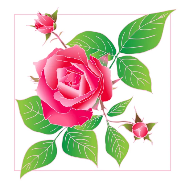 Beautiful rose isolated on white — Stock Vector