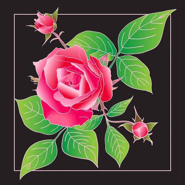 Hermosa rosa aislada en negro . — Archivo Imágenes Vectoriales