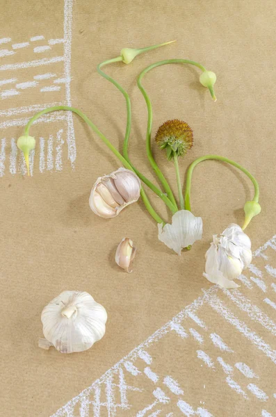 ニンニク、芽、タオルで紙の図面の上に花のある静物 — ストック写真