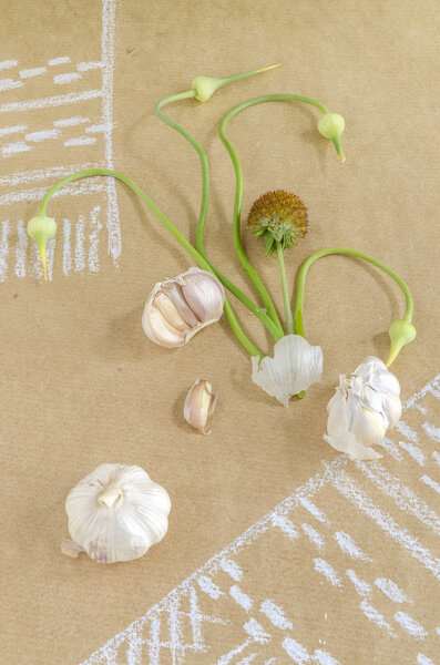 Still life with garlic, buds and flowers on paper drawing with towel