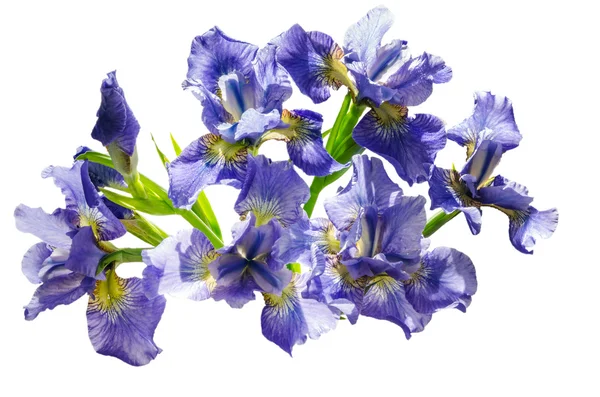 Bouquet Bandiera blu o fiore di iris isolato su sfondo bianco — Foto Stock