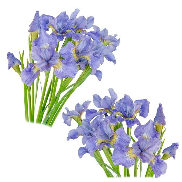 Imposta bandiera blu o fiore di iris isolato su sfondo bianco — Foto Stock