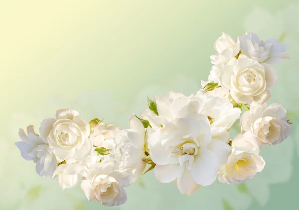 Beau cadre horizontal avec un bouquet de roses blanches avec gouttes de pluie — Photo