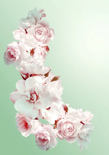 Bella cornice verticale con un bouquet di rose bianche con gocce di pioggia. Immagine tonificante vintage . — Foto Stock