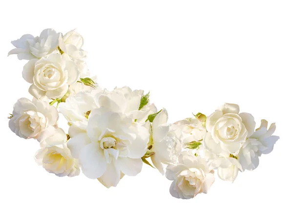 Krásný vodorovný rámeček s kytici bílých růží s deštěm kapek izolované na bílém pozadí — Stock fotografie