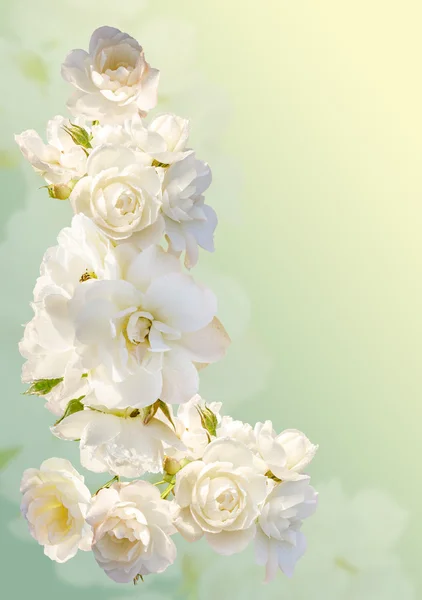 Bella cornice verticale con un bouquet di rose bianche con gocce di pioggia — Foto Stock