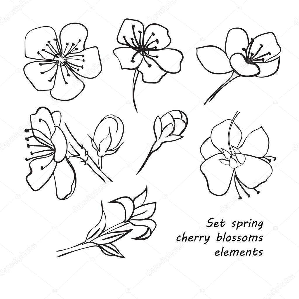 Set of spring cherry blossom flowers. Hand drawing. 