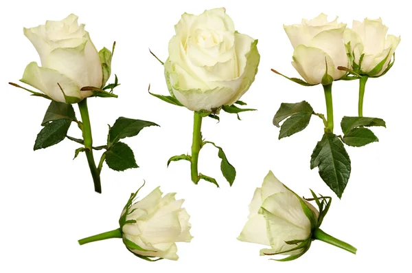 Set Beautiful roses isolated on white background — Stock Photo, Image