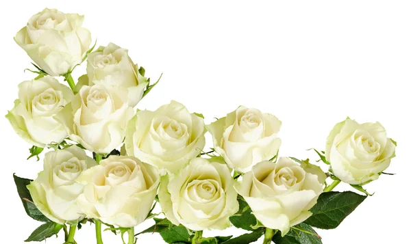 Beautiful  horizontal frame with bouquet of white roses  isolated on white background — Stock Photo, Image