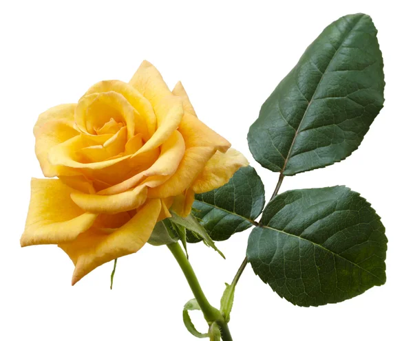 Beautiful yellowish orange rose isolated on white background — Stock Photo, Image