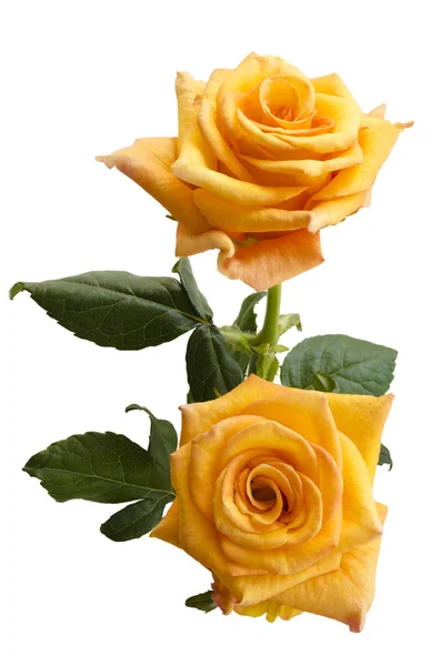 Beautiful two yellowish orange roses isolated on white background — Stock Photo, Image