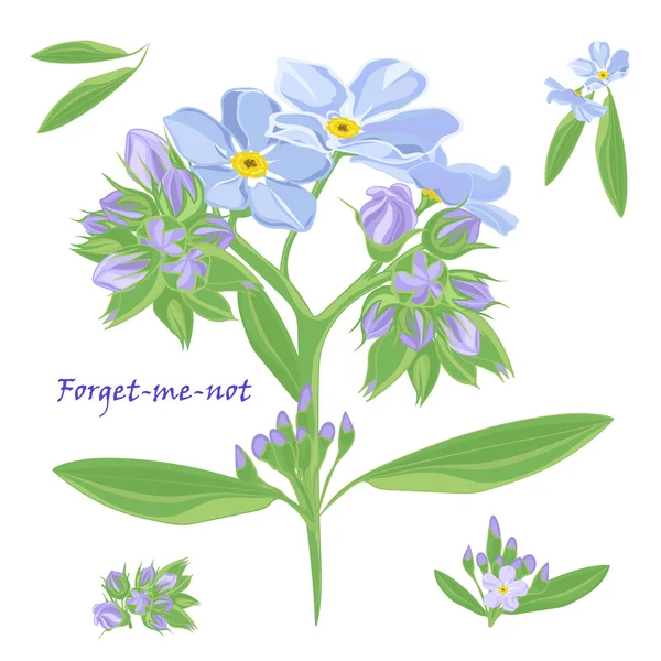 花束のセット美しい忘れな草の花 — ストックベクタ