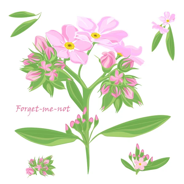 Aantal boeket mooie roze forget-me-not bloemen — Stockvector