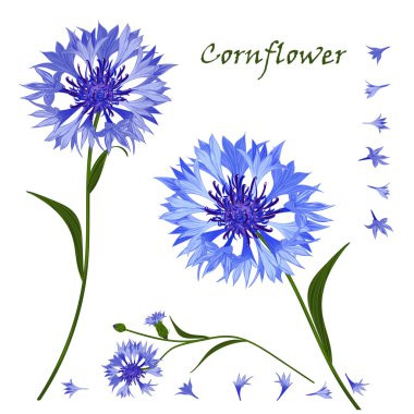 Hand-drawn bouquet of beautiful blue cornflower, isolated pattern