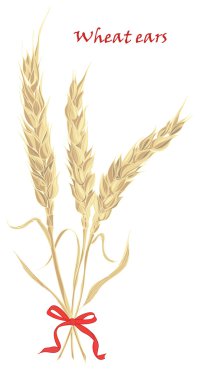 Ears of wheat tied with red bow on white background clipart
