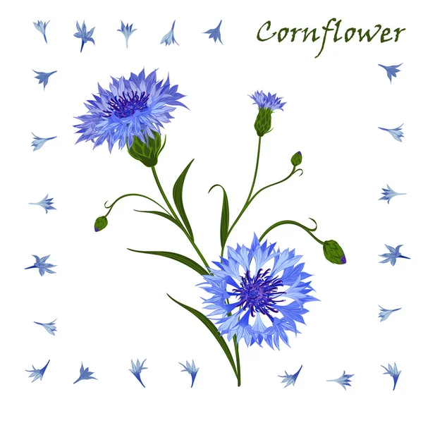 Hand-drawn bouquet of beautiful blue cornflower, isolated pattern — Stockvector