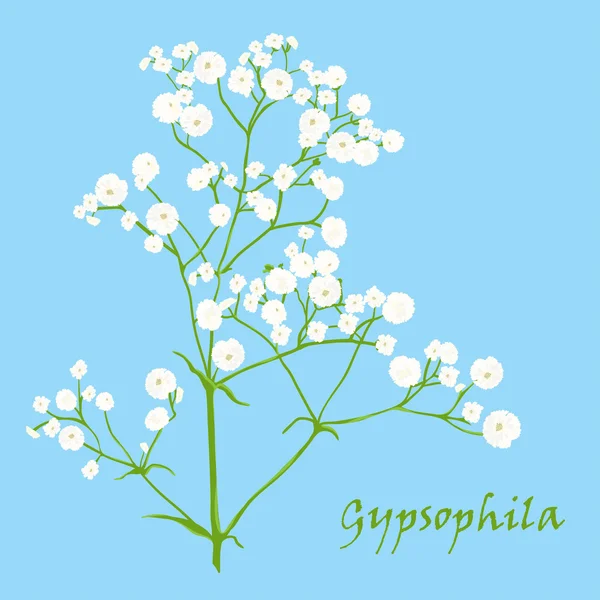 Branche de belle gypsophila dessinée à la main — Image vectorielle