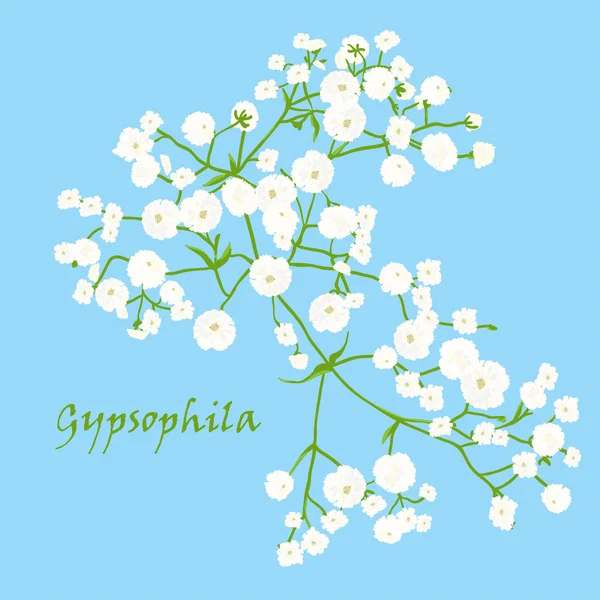 Rama de hermosa gypsophila dibujada a mano — Vector de stock