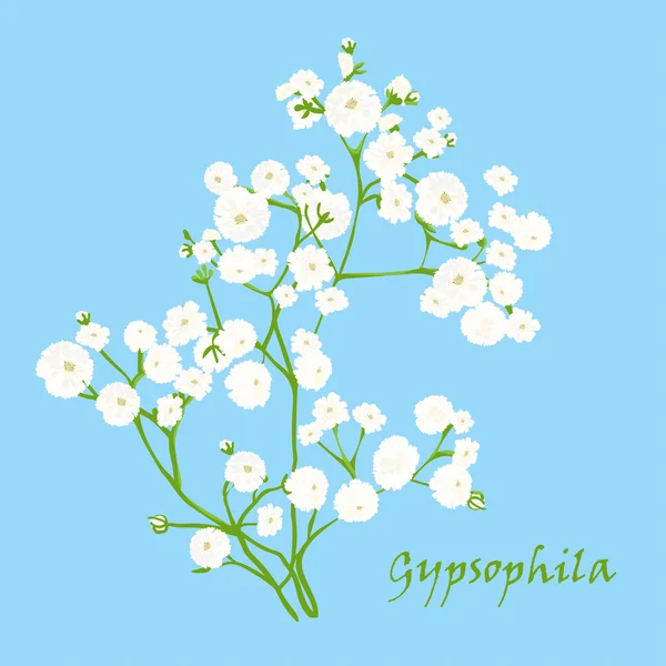 Branch of beautiful hand-drawn gypsophila — 스톡 벡터