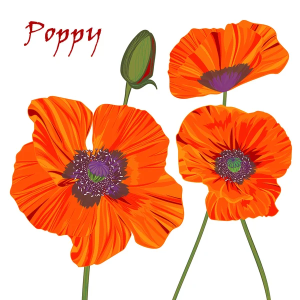 Poppy flower and bud — Stock Vector