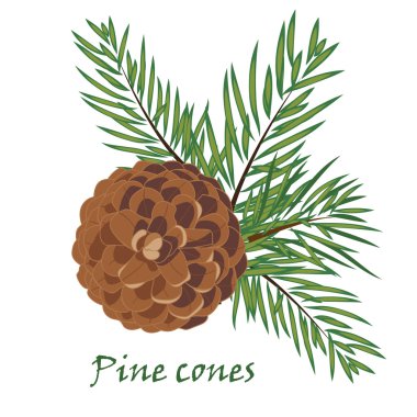 Köknar ağacı dalları ile çam kozalağı beyaz arka plan üzerinde