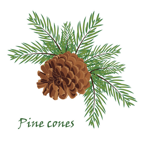Fir tree branches with pine cone on white background