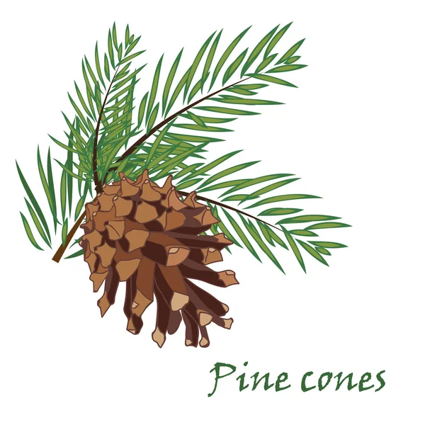 Fir tree branches with pine cone on white background — Stock Vector