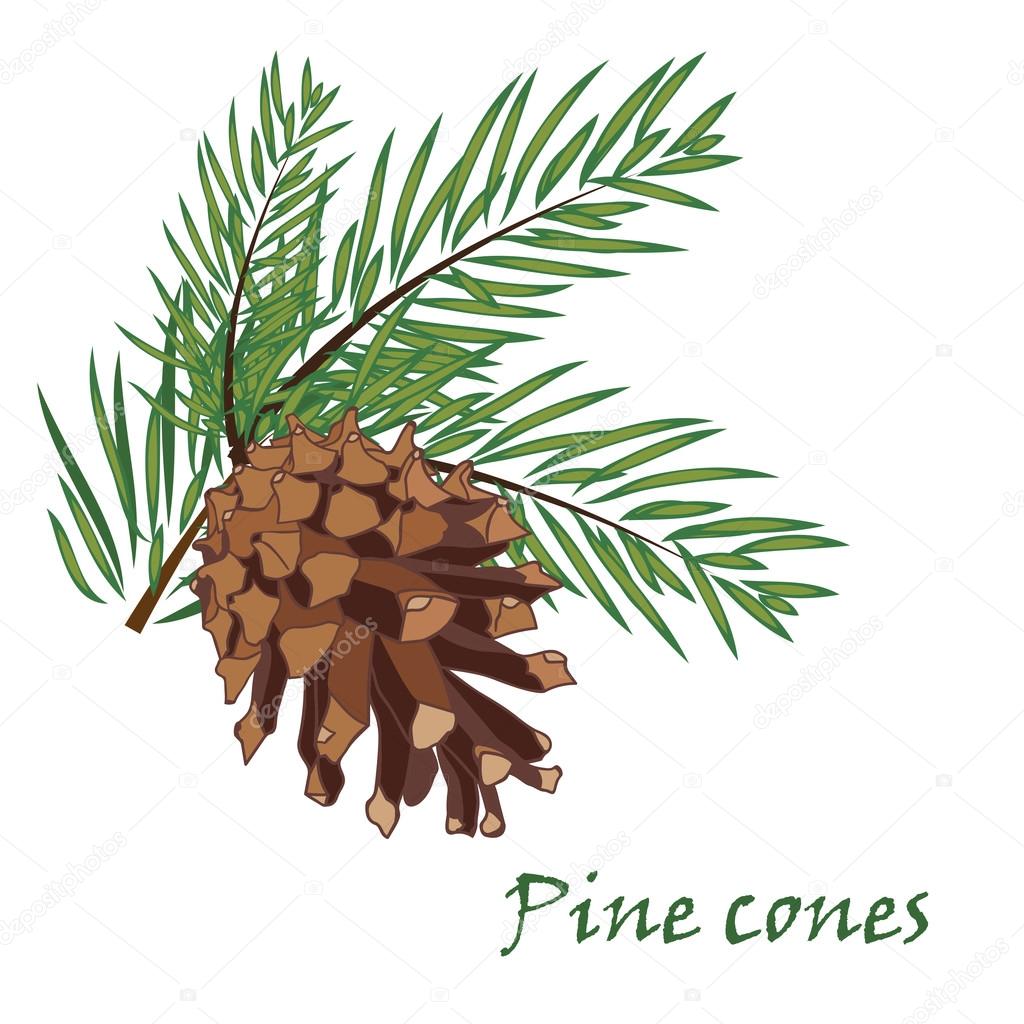 Fir tree branches with pine cone on white background