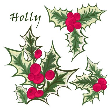 Set of Christmas holly branches