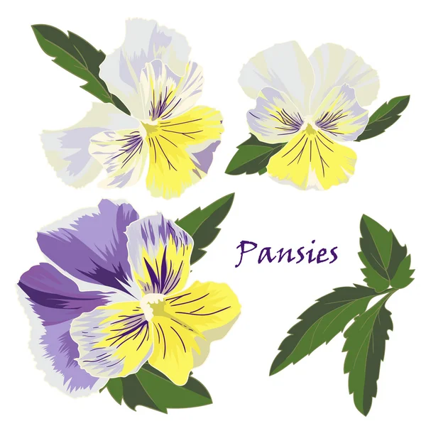 Set of flowers pansies with leafs in realistic hand-drawn style — Stock Vector
