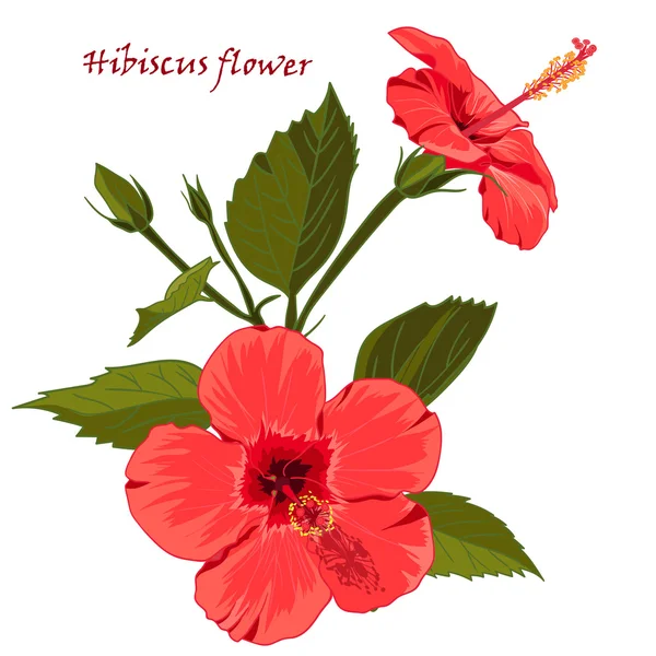 Hibiscus flower  in realistic hand-drawn style isolated on white background. — Stock Vector