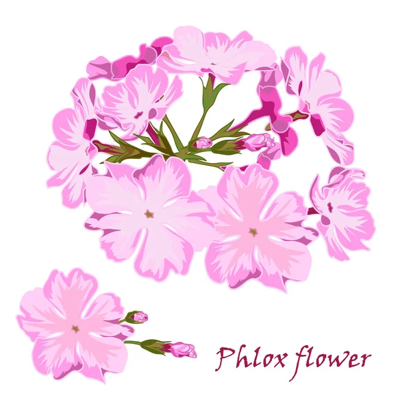 Set di fiori rosa phlox in stile realistico disegnato a mano . — Vettoriale Stock