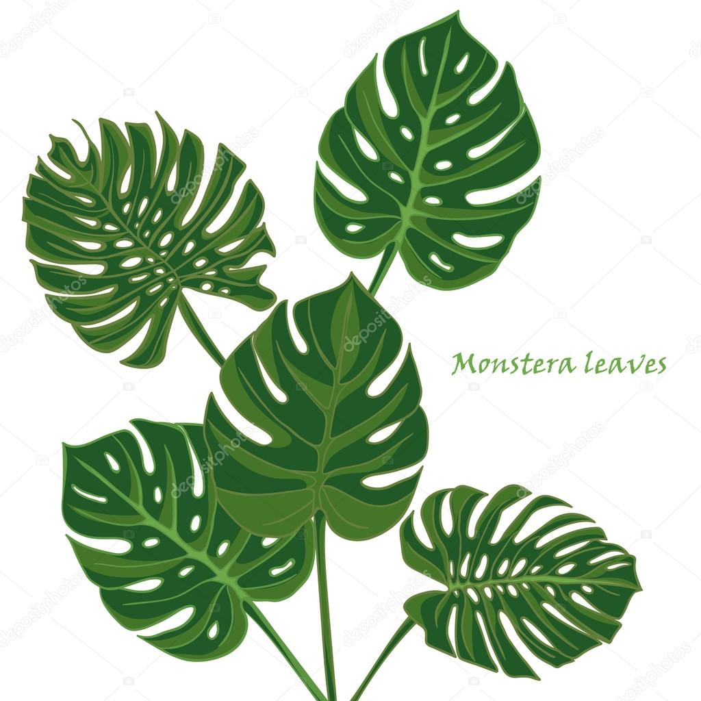 Set tropical monstera leaves. realistic drawing in vintage style. isolated on white background.