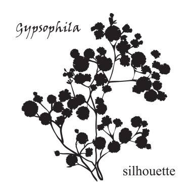Güzel çizilmiş silueti gypsophila Şubesi